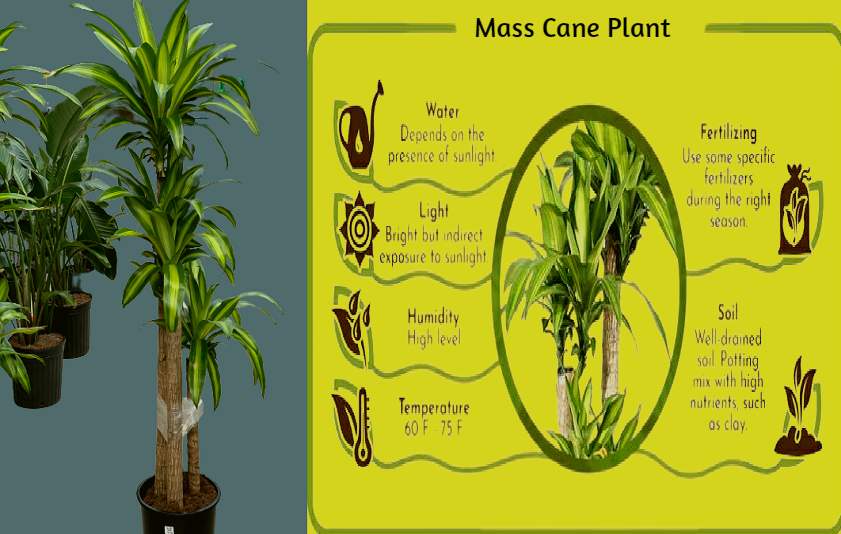 Mass Cane Plant