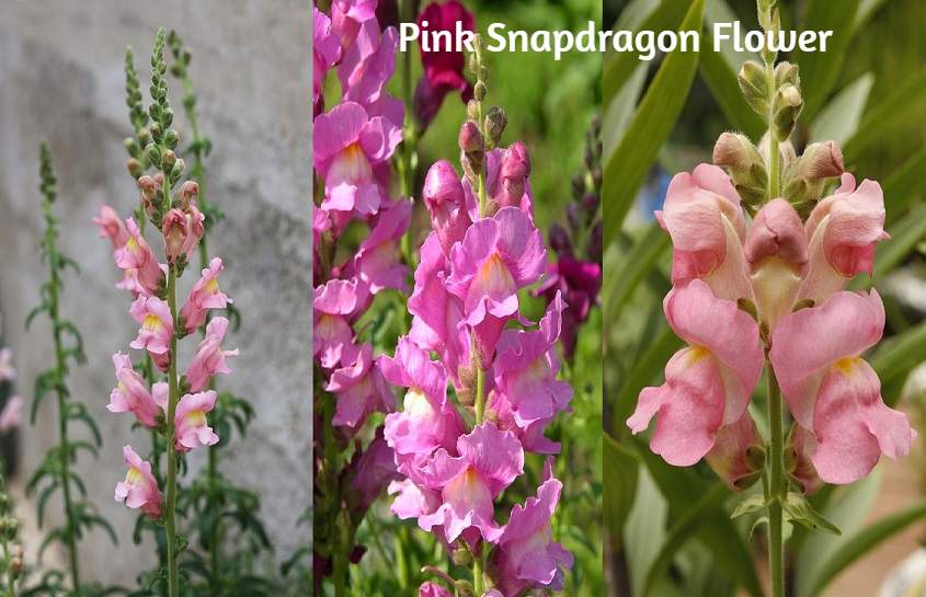 Pink Snapdragon Flower