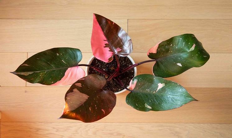 How to Plant and Grow Pink Princess Philodendron
