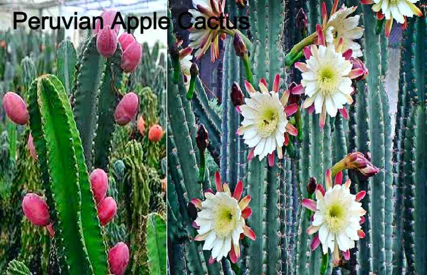 Peruvian Apple Cactus