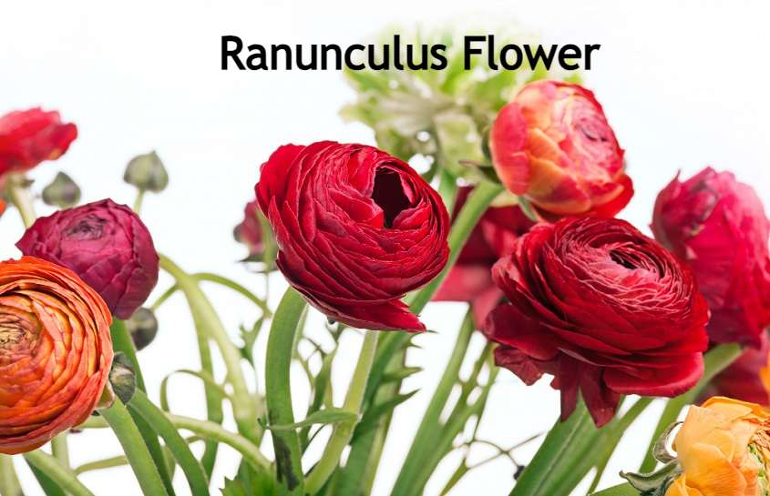 Ranunculus Flower