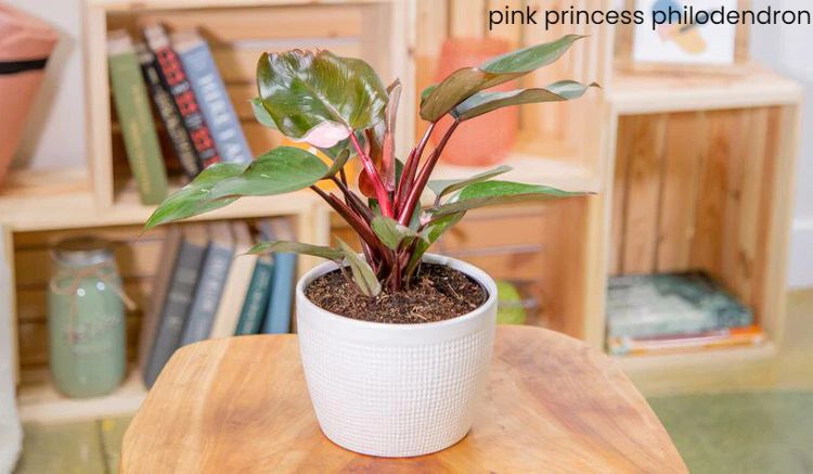pink princess philodendron(1)
