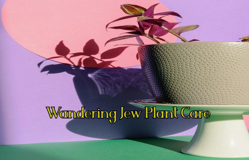 Wandering Jew Plant Care