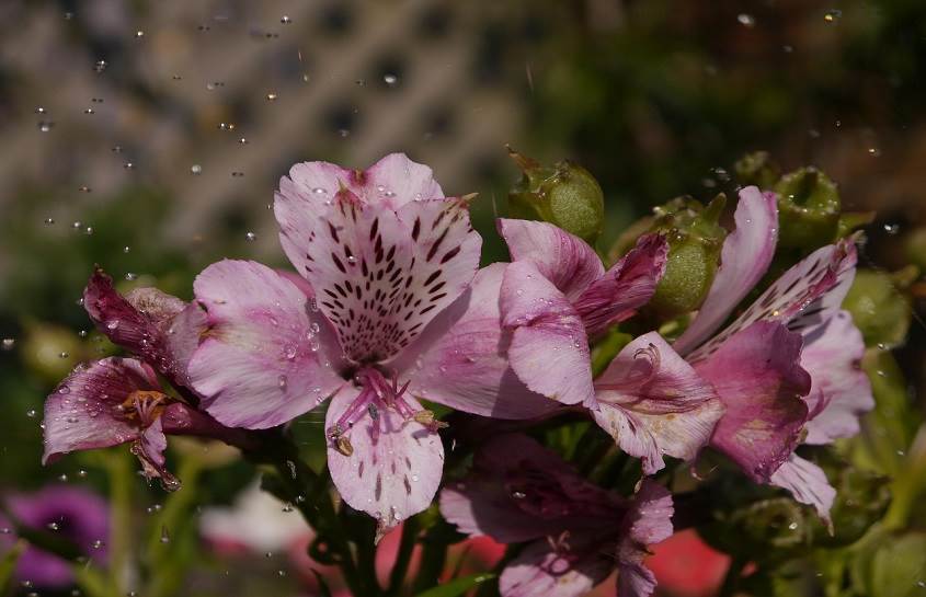 Alstromeria