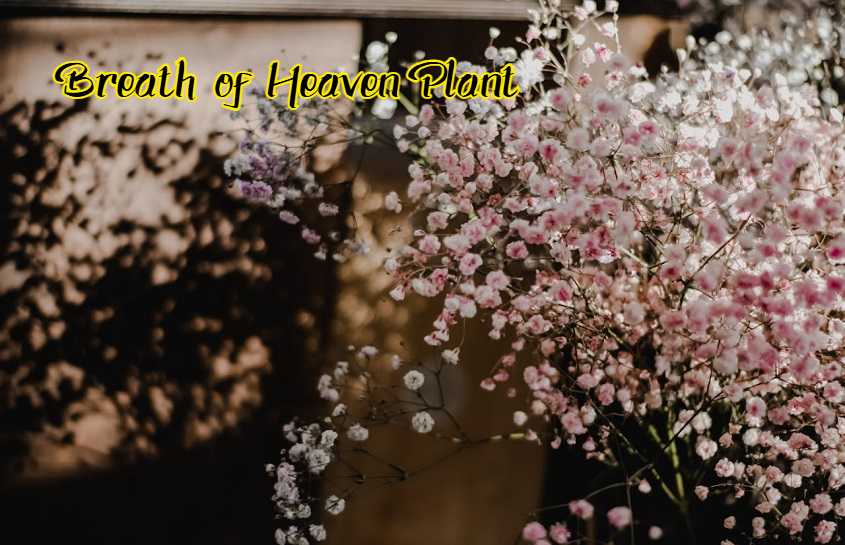 Breath of Heaven Plant