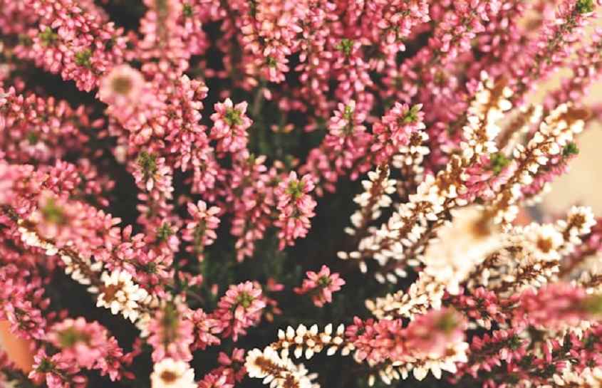 Breath of Heaven Plant