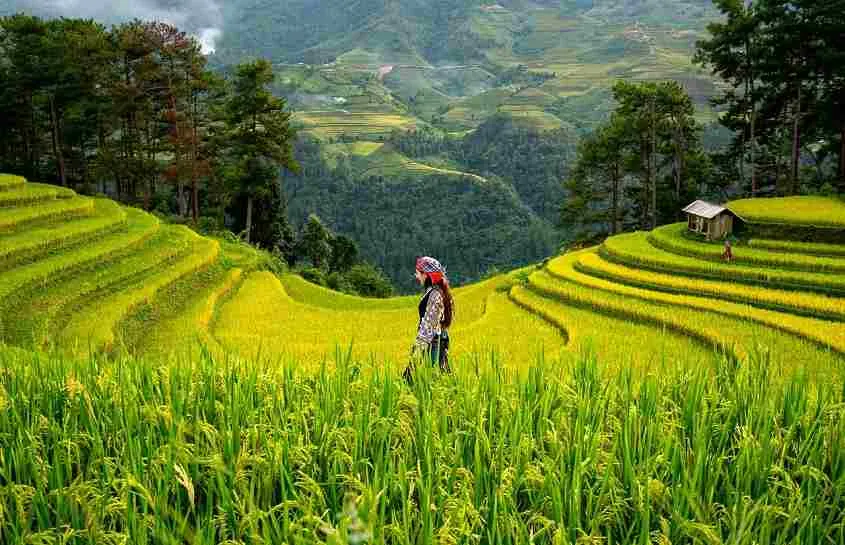 Rice Garden
