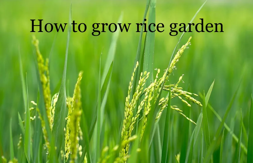 Rice Garden
