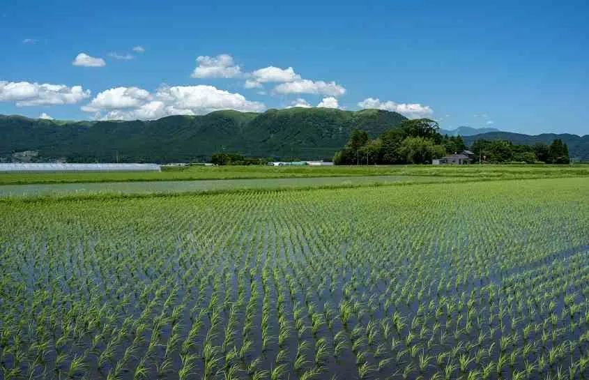 Rice Garden