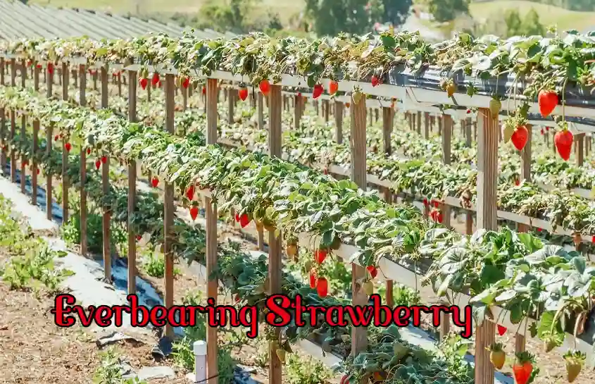 Everbearing Strawberry