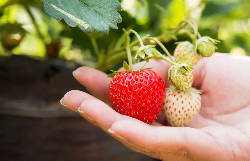 Everbearing Strawberry