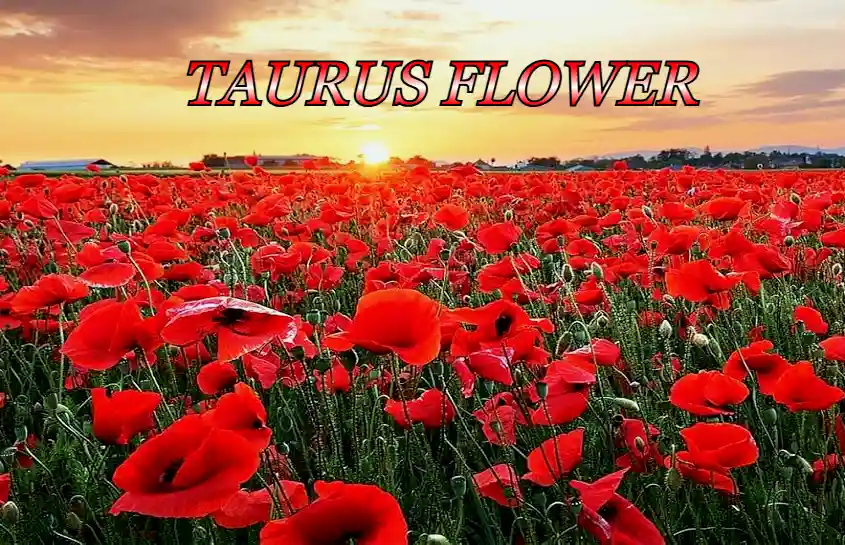 Taurus Flower