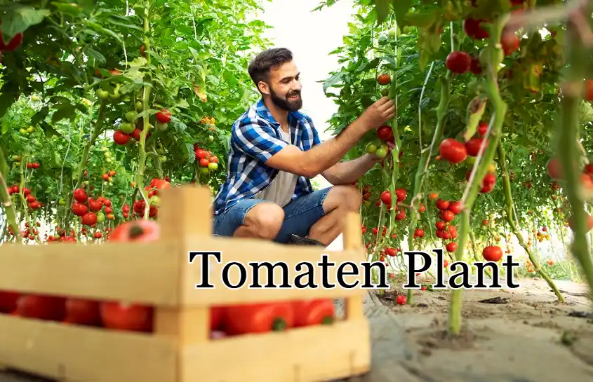 Tomaten Plant