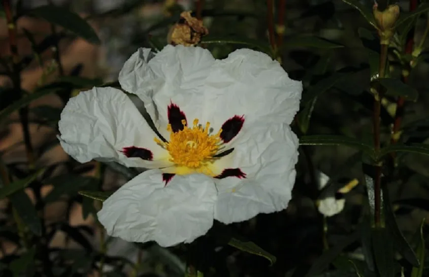 Taurus Flower